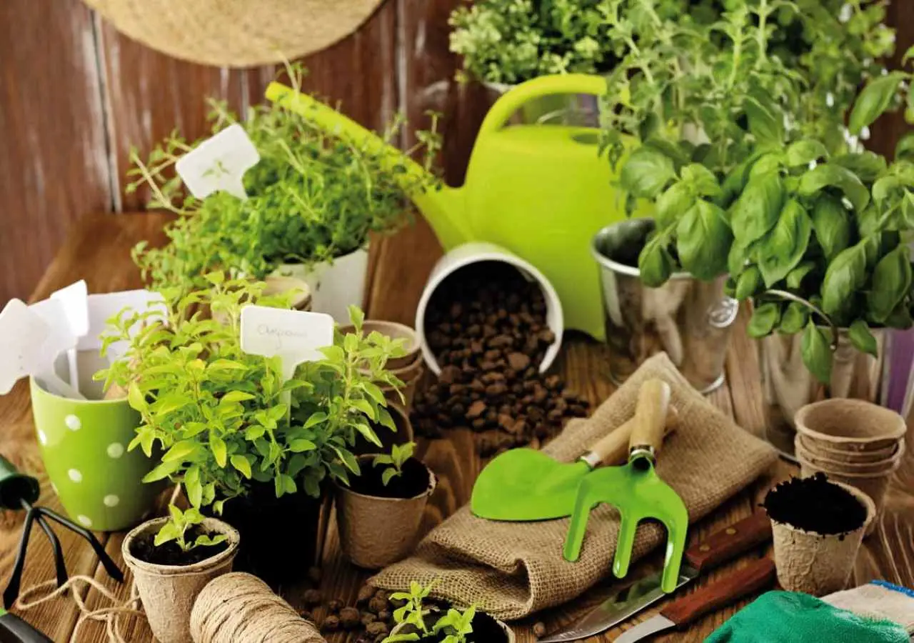 Come usare i fondi di caffè nel giardino: i benefici nascosti Come usare i fondi di caffè nel giardino: i benefici nascosti