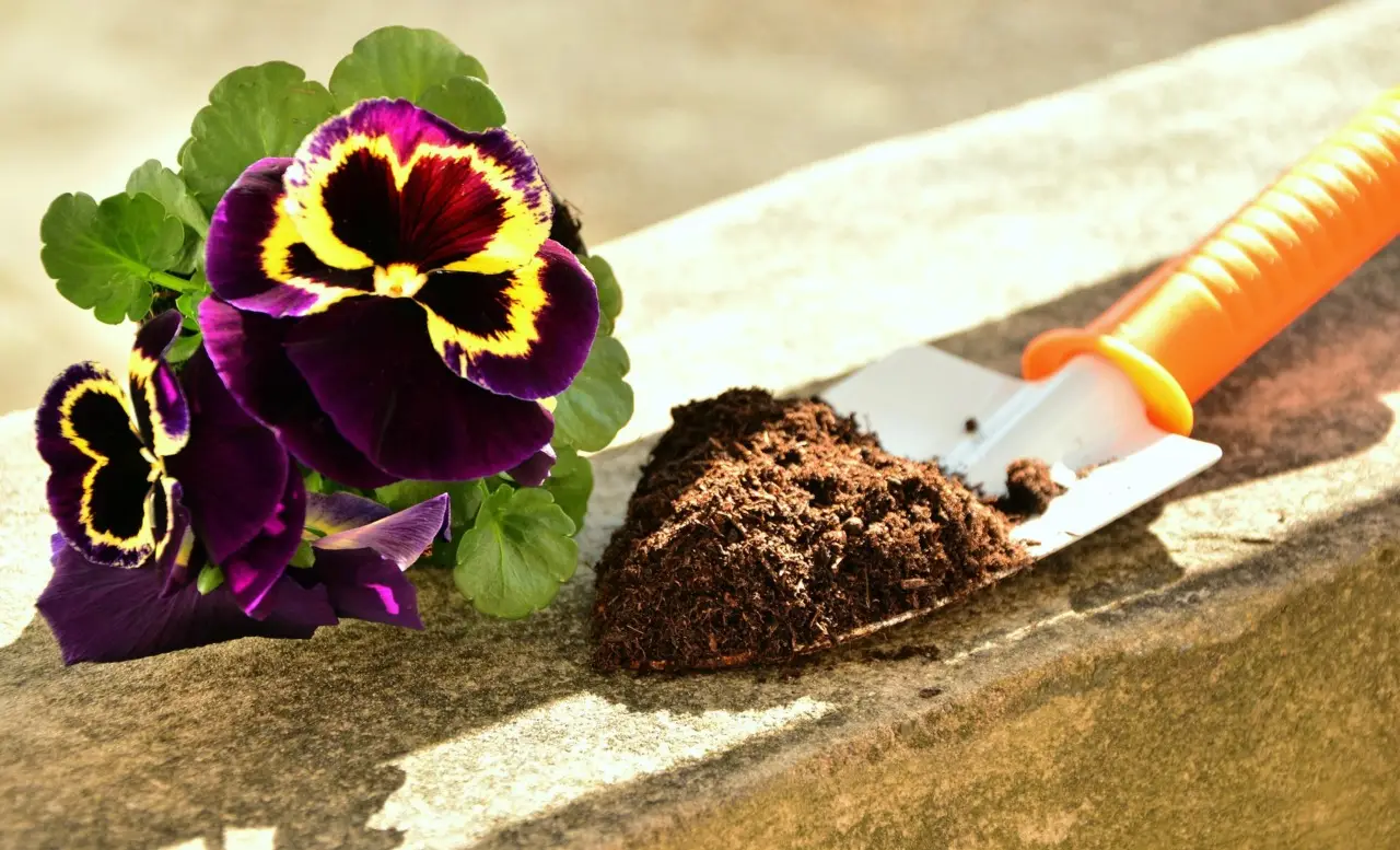 Come usare i fondi di caffè nel giardino: i benefici nascosti Come usare i fondi di caffè nel giardino: i benefici nascosti
