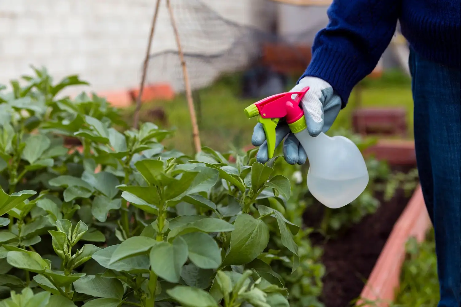 Realizza un antiparassitario per orti con ingredienti comuni in cucina: come fare Realizza un antiparassitario per orti con ingredienti comuni in cucina: come fare