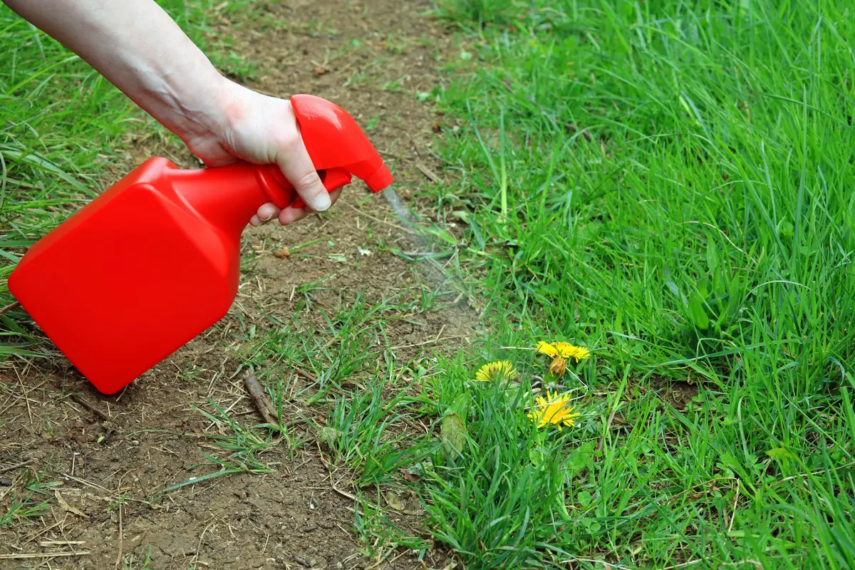 Diserbante biologico fai-da-te: guida pratica contro le erbacce del giardino estivo Diserbante biologico fai-da-te: guida pratica contro le erbacce del giardino estivo