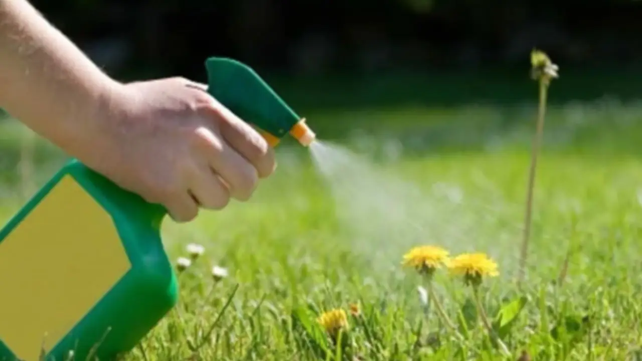 Diserbante biologico fai-da-te: guida pratica contro le erbacce del giardino estivo Diserbante biologico fai-da-te: guida pratica contro le erbacce del giardino estivo