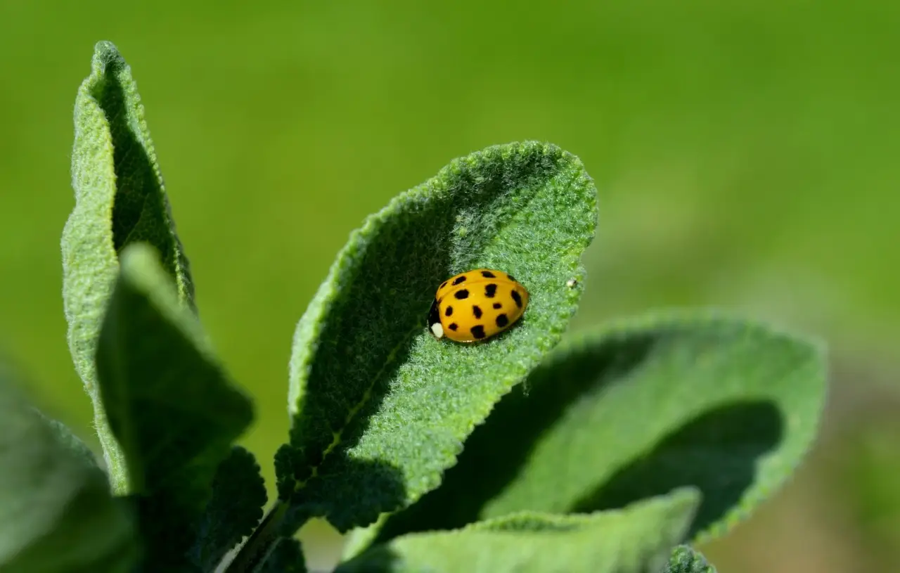 Elimina i parassiti dall’orto in modo naturale: ecco la soluzione rapida ed economica Elimina i parassiti dall’orto in modo naturale: ecco la soluzione rapida ed economica