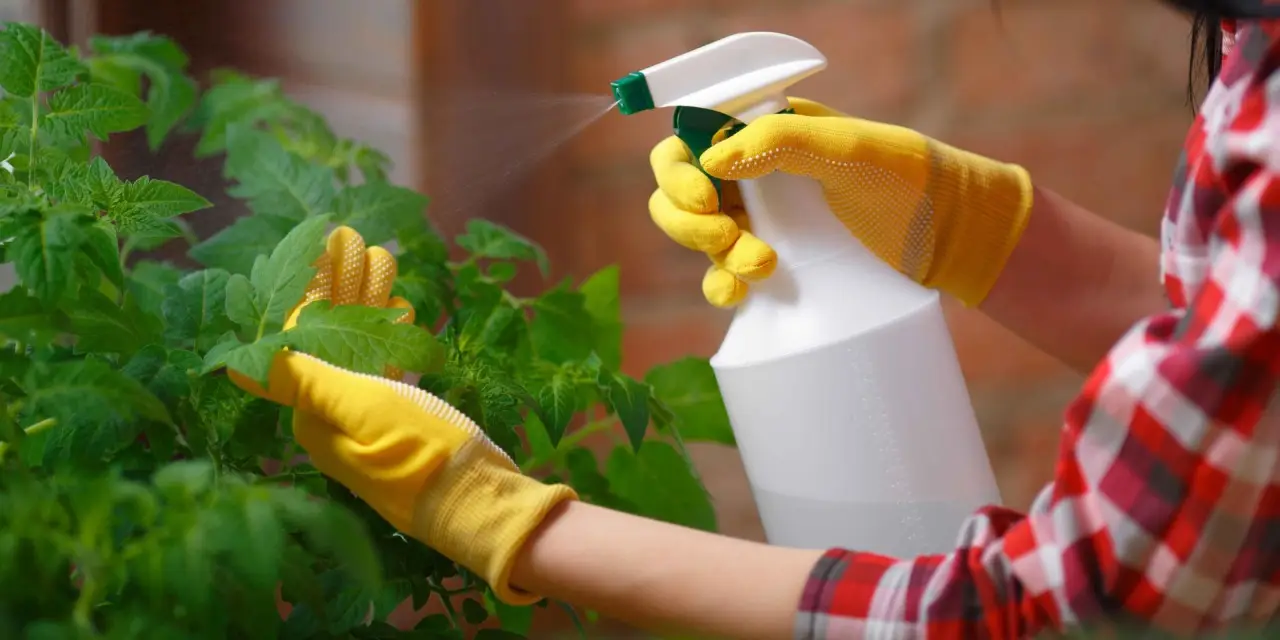 Elimina i parassiti dall’orto in modo naturale: ecco la soluzione rapida ed economica Elimina i parassiti dall’orto in modo naturale: ecco la soluzione rapida ed economica