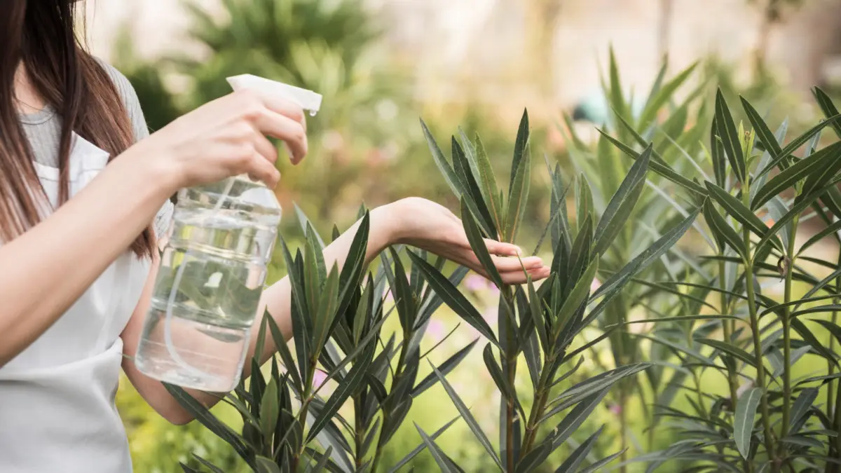 Prepara l’insetticida naturale con ingredienti comuni: risultati già dal primo utilizzo Prepara l’insetticida naturale con ingredienti comuni: risultati già dal primo utilizzo