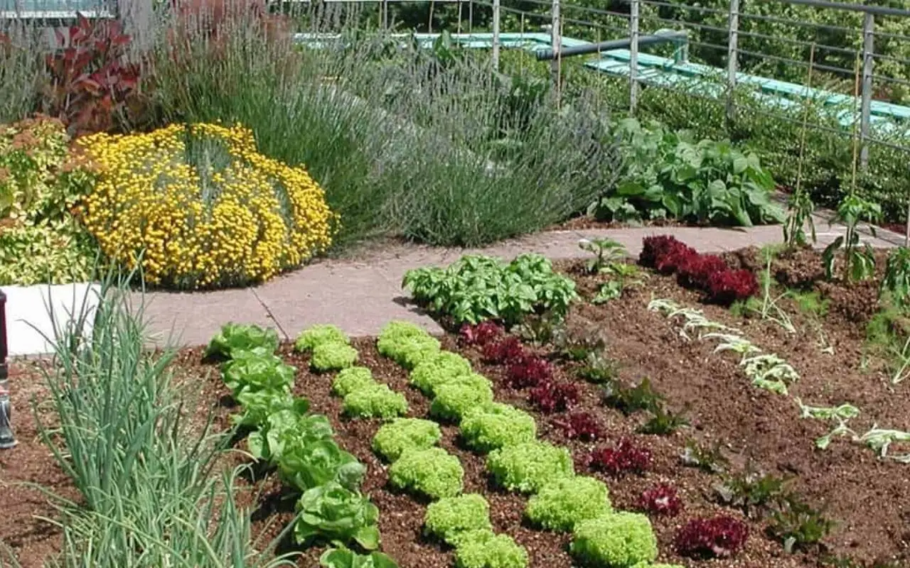 Pacciamatura organica contro le infestanti: istruzioni per un giardino sano e pulito Pacciamatura organica contro le infestanti: istruzioni per un giardino sano e pulito
