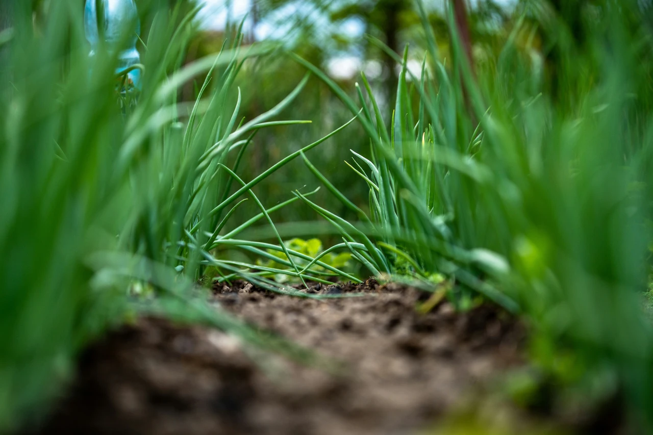 Pacciamatura organica contro le infestanti: istruzioni per un giardino sano e pulito Pacciamatura organica contro le infestanti: istruzioni per un giardino sano e pulito