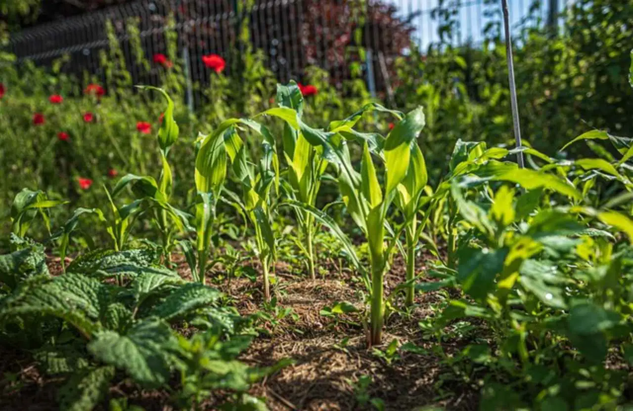Pacciamatura organica contro le infestanti: istruzioni per un giardino sano e pulito Pacciamatura organica contro le infestanti: istruzioni per un giardino sano e pulito