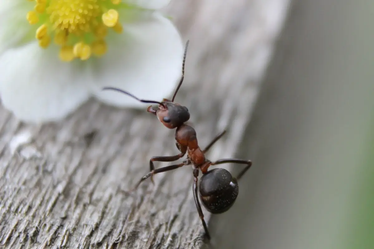 Repellente per formiche naturale: come preparare un rimedio efficace in casa Repellente per formiche naturale: come preparare un rimedio efficace in casa