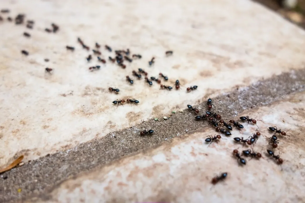 Repellente per formiche naturale: come preparare un rimedio efficace in casa Repellente per formiche naturale: come preparare un rimedio efficace in casa